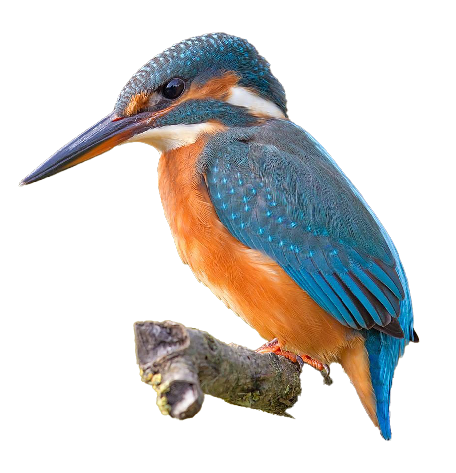 Kingfisher المشترك PNG