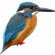Common Kingfisher Transparent