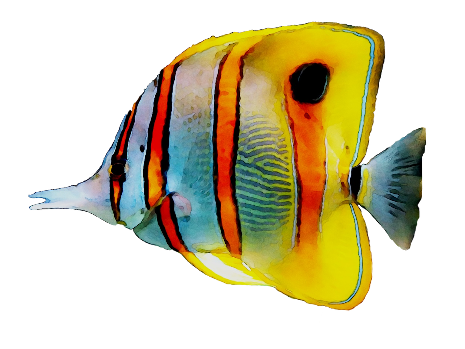 Coral Reef Angelfish PNG Clipart