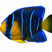Coral Reef Angelfish PNG Imagen