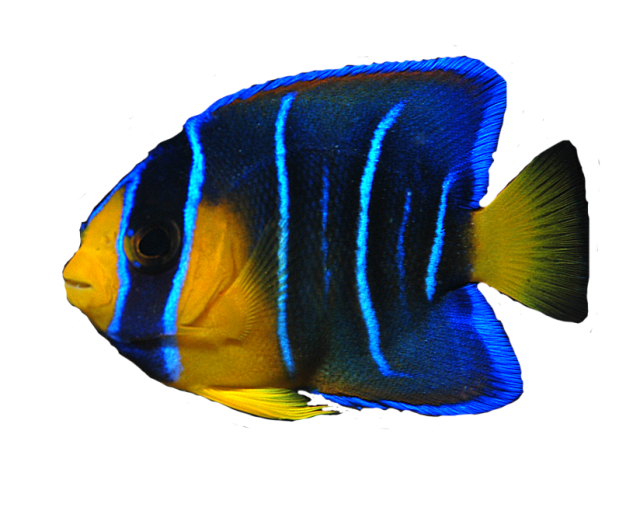 Coral Reef Angelfish PNG Image