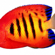 Récif coralaire angelfish transparent