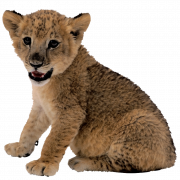 Cute Lion Cub PNG Clipart