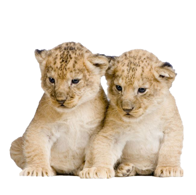 Cute Lion Cub PNG Free Image