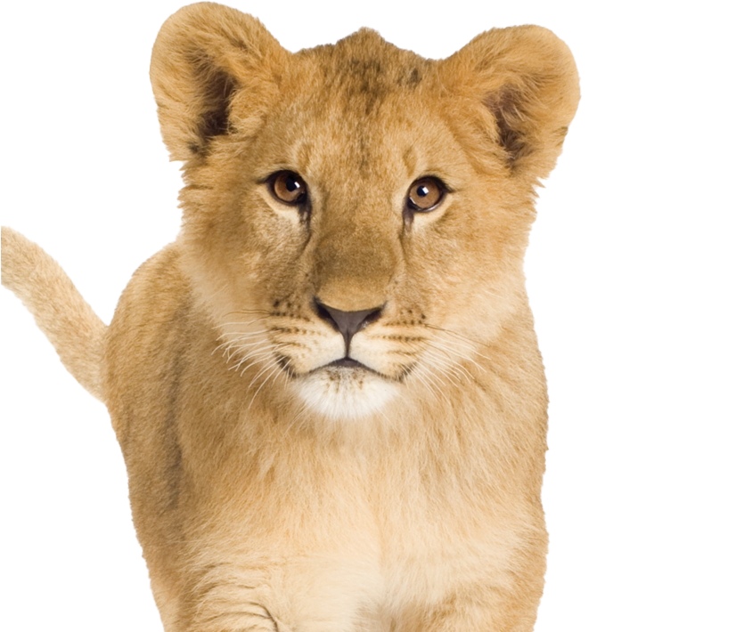 Cute Lion Cub PNG Image