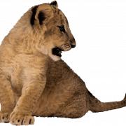 Cute Lion Cub PNG Picture