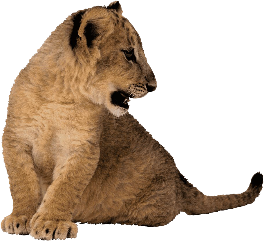 Lion Cub PNG Transparent Images | PNG All