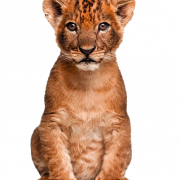Cute Lion Cub Transparent