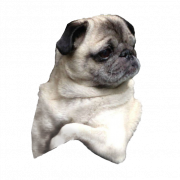 Cute Pug PNG Download Image