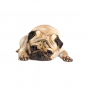 Cute Pug PNG File Download Free