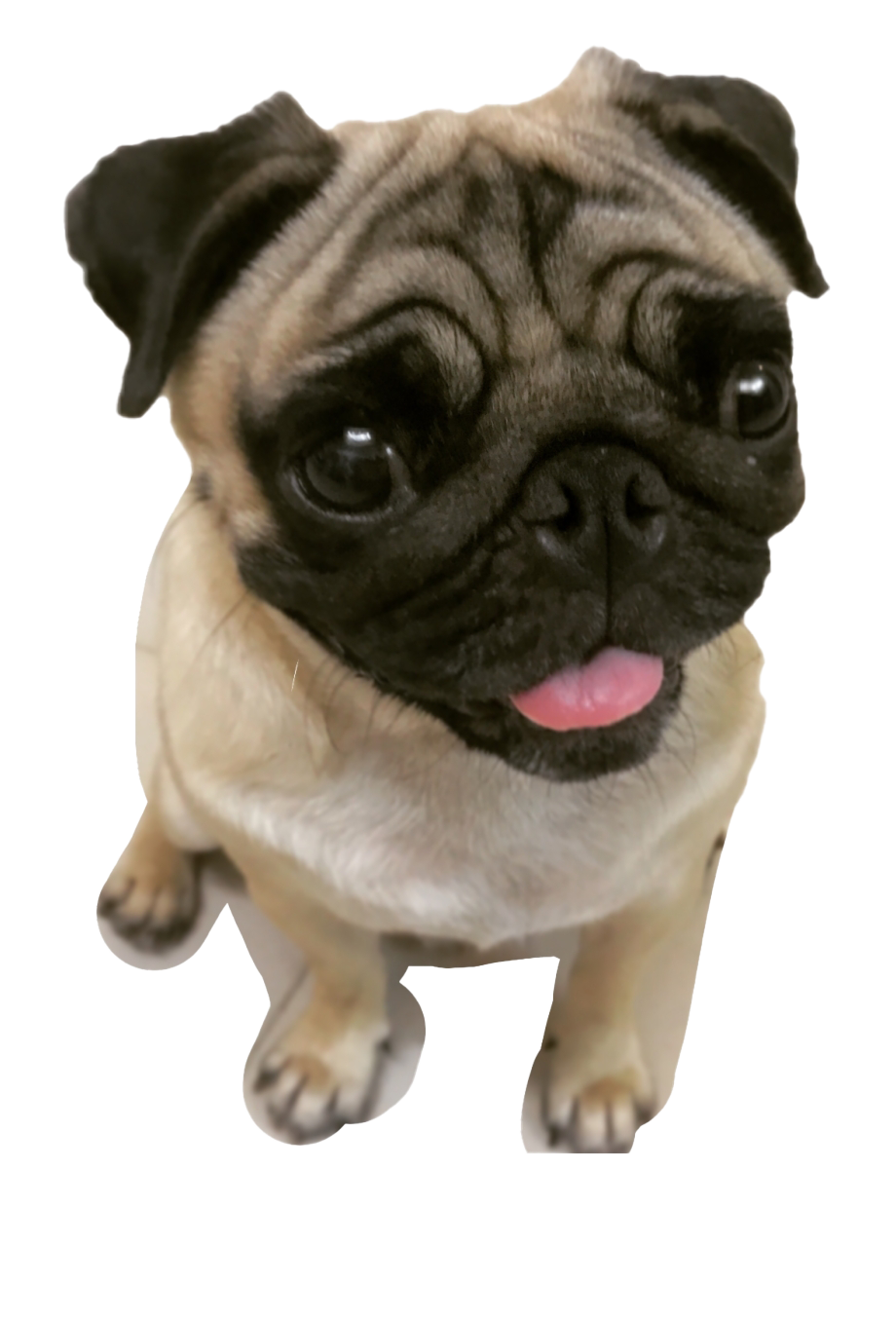 Cute Pug PNG Free Download