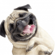Cute Pug PNG Images