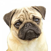 Cute Pug PNG Picture