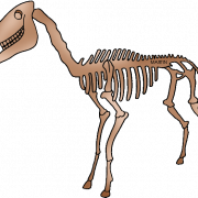 Dinosaurus botten fossielen png clipart