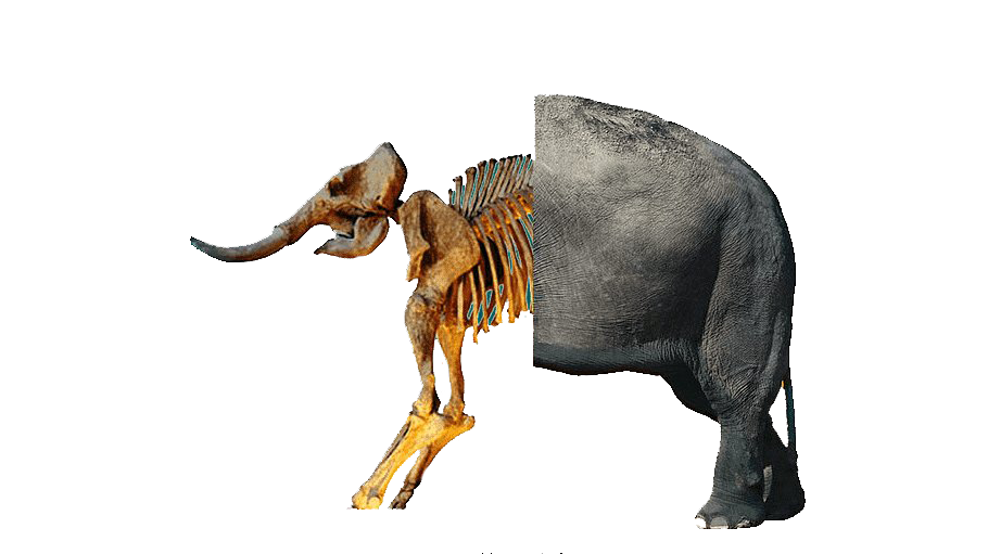 Dinosaur Bones Fossils PNG Download Image