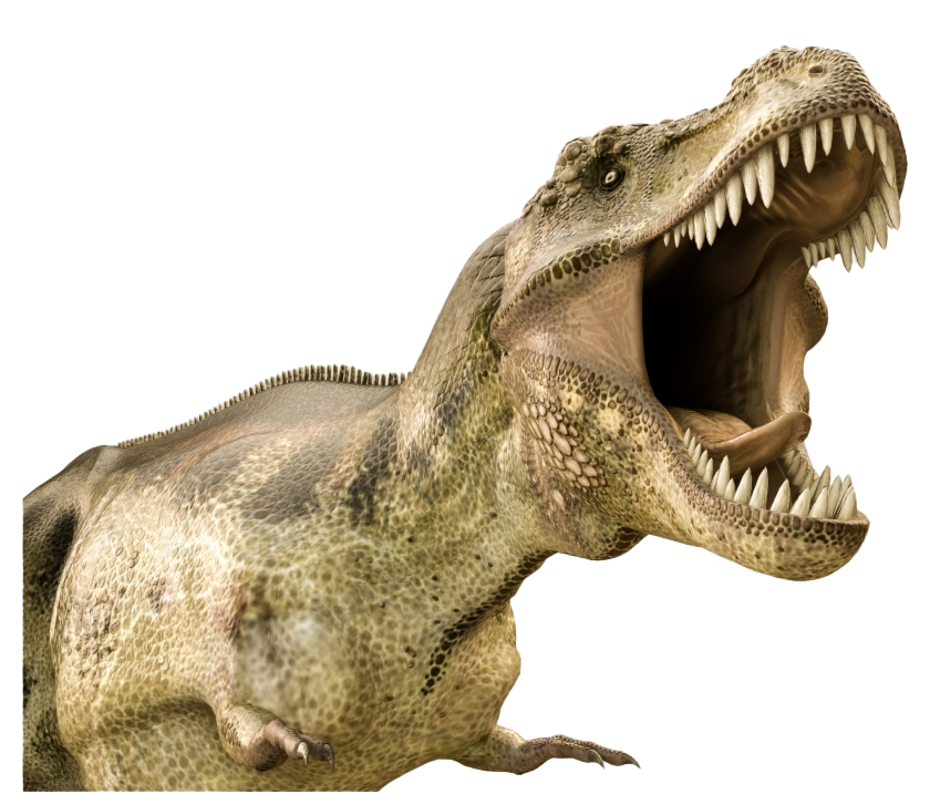 Dinosaur Bones Fossils PNG File