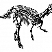 Dinosaur Bones Fossils Png Libreng Pag -download