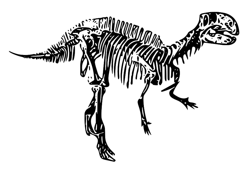 Dinosaur Bones Fossils PNG Free Download