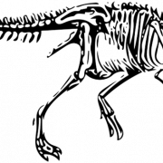 Dinosaurierknochen Fossilien png kostenloses Bild