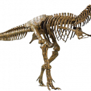 Dinosaurierknochen Fossilien PNG hochwertiges Bild