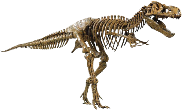 Dinosaur Bones Fossils PNG High Quality Image