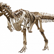 Dinosaur Bones Fossils PNG Fichier Image