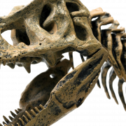 Dinosaur Bones Fossili Png Immagine HD