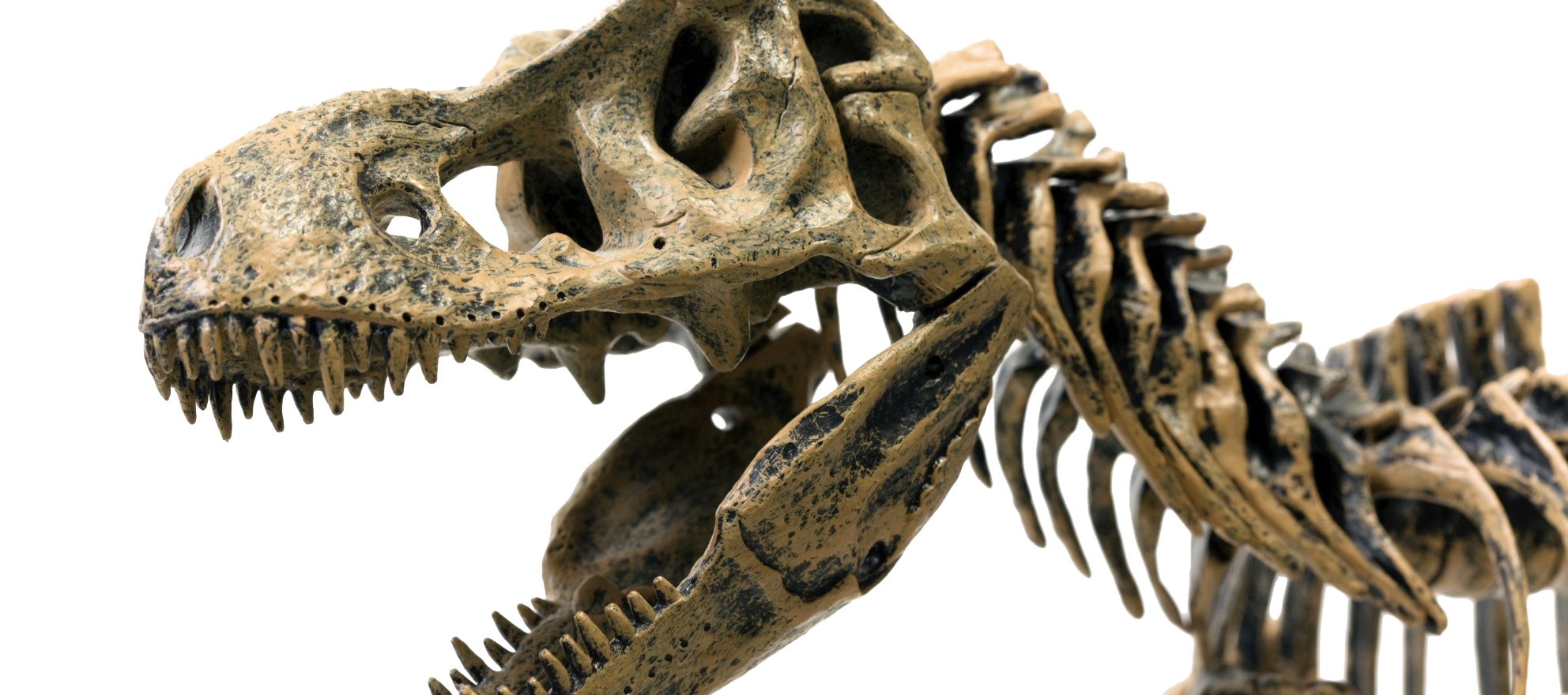 Dinosaur Bones Fossils PNG Image HD