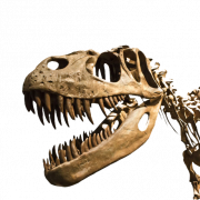 Dinosaur Bones Fossils PNG Imágenes