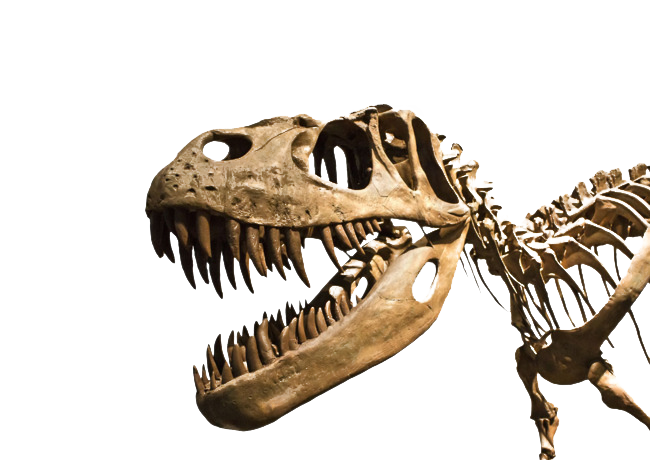 Dinosaur Bones Fossils PNG Images