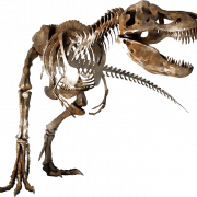 Dinosaur Bones Fossils PNG Transparent HD Larawan