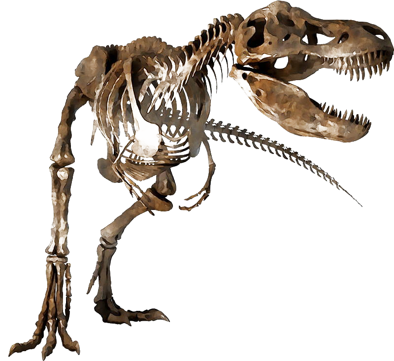 Dinosaur Bones Fossils PNG Transparent HD Photo