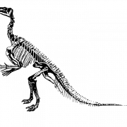 Fossiles des os de dinosaures transparents