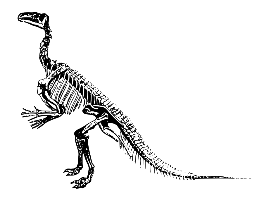 Dinosaur Bones Fossils Transparent