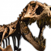 Fósiles de huesos de la cabeza del dinosaurio