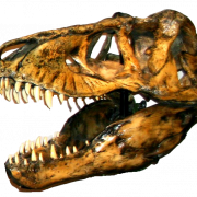 Dinosaur head bone fossils png