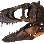 Dinosaurierkopfknochen Fossilien PNG Bild