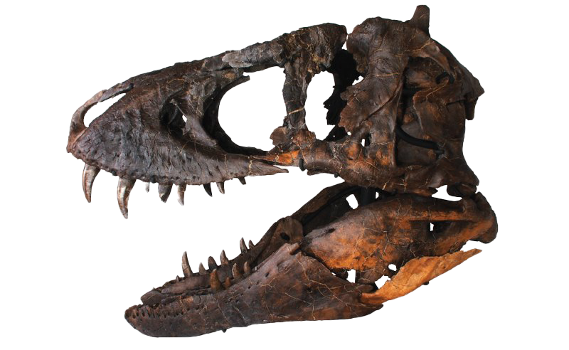 Dinosaur Head Bones Fossils PNG Image