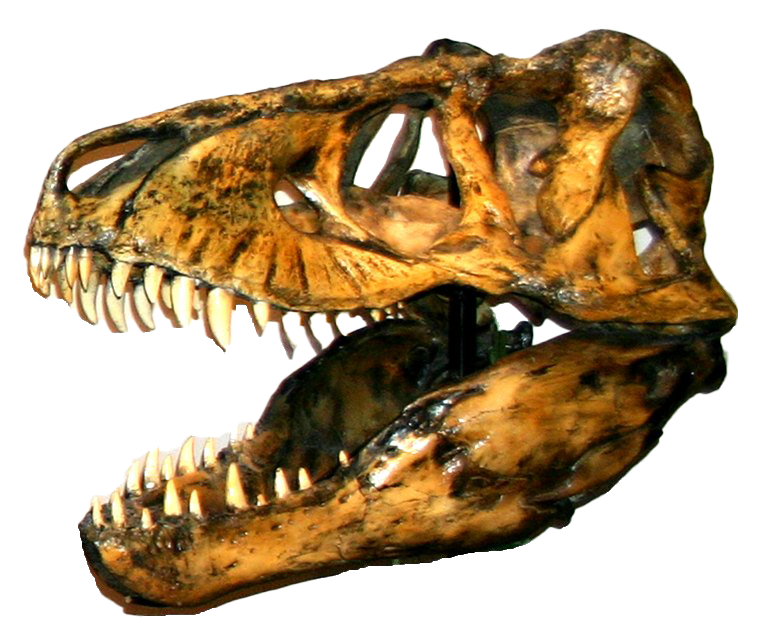 Dinosaur Head Bones Fossils PNG