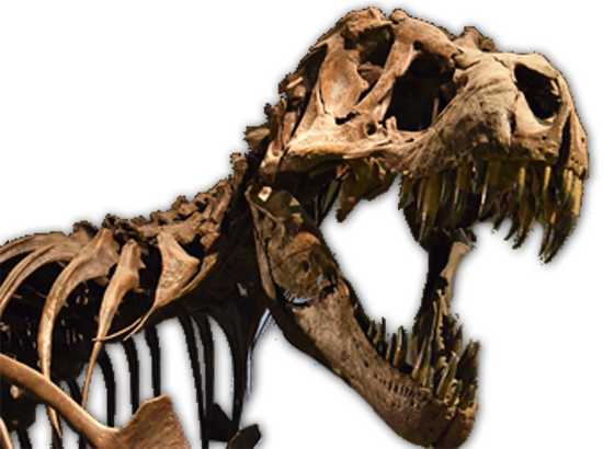 Dinosaur Head Bones Fossils
