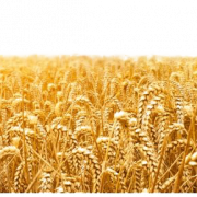Farm Wheat Field