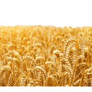 Farm Wheat Field PNG Clipart