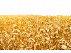 Campo de trigo de granja PNG Clipart