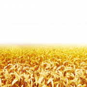 Farm Wheat Field PNG Download Image