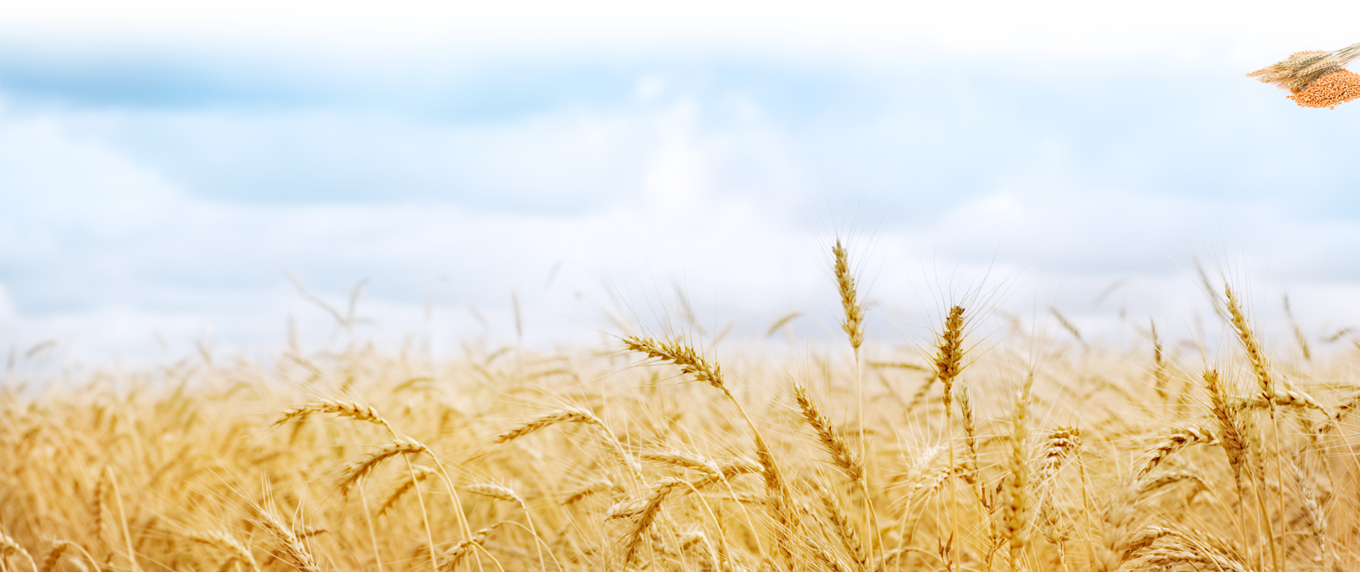Farm Wheat Field PNG Free Download