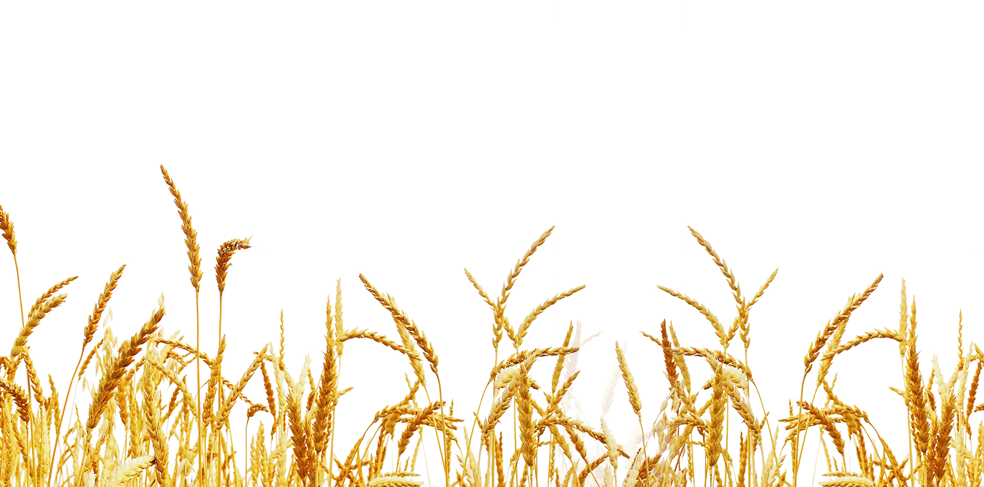 Farm Wheat Field PNG Gambar Gratis