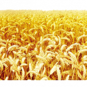 Farm Wheat Field PNG Image