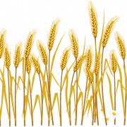 Farm Wheat Field PNG Images