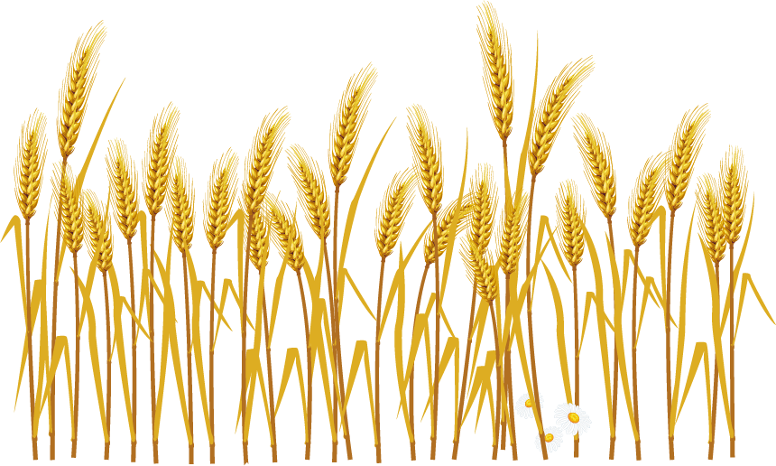 Farm Wheat Field PNG Images