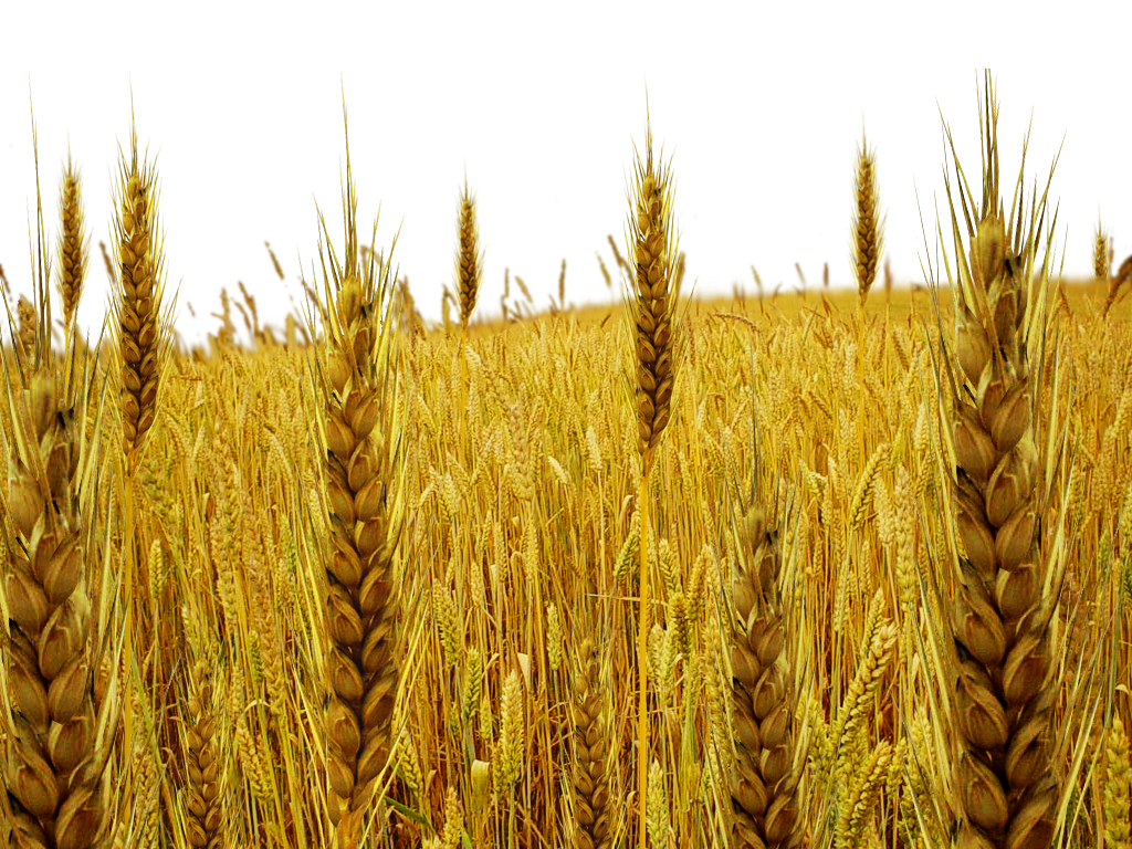 Farm Wheat Field PNG Pic